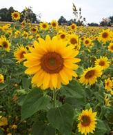 Sonnenblumenfeld