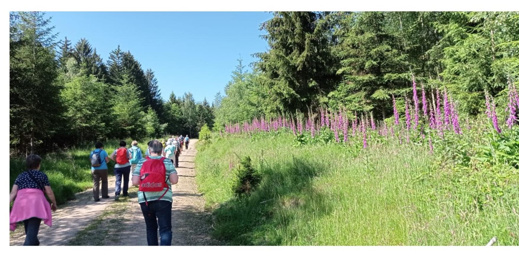 Wandern plus in Birkheim